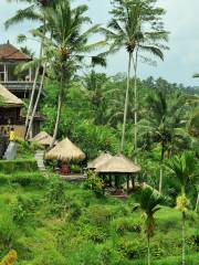 Tegalalang Rice Terrace