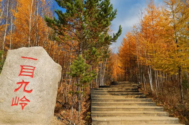 การเที่ยวชมป่าเบิร์ชที่ฮูหลุนเป้ยเอ่อ