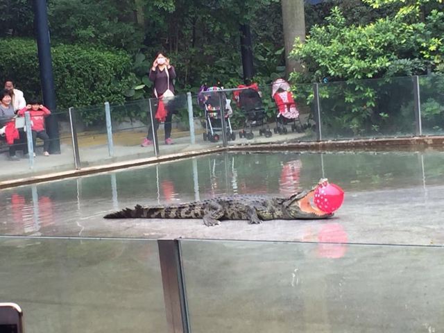 Chimelong Bird Park