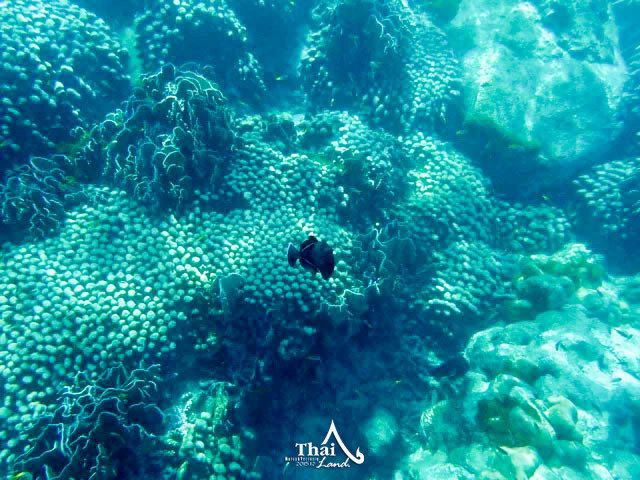 Tachai Island