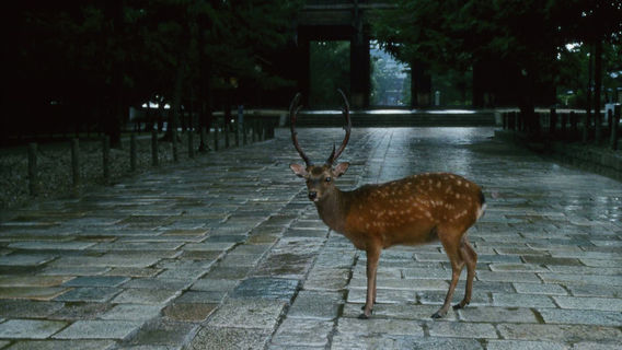 和歌山市日遊