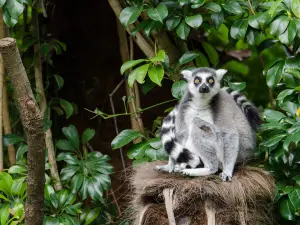 Parc zoologique d'Auckland