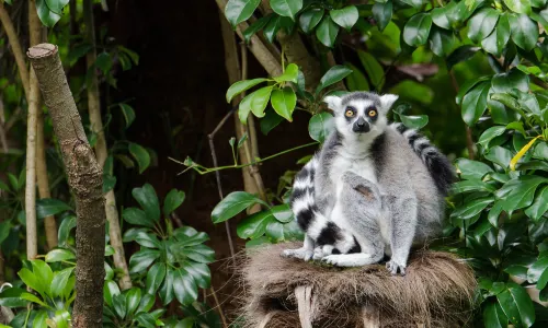 Auckland Zoo