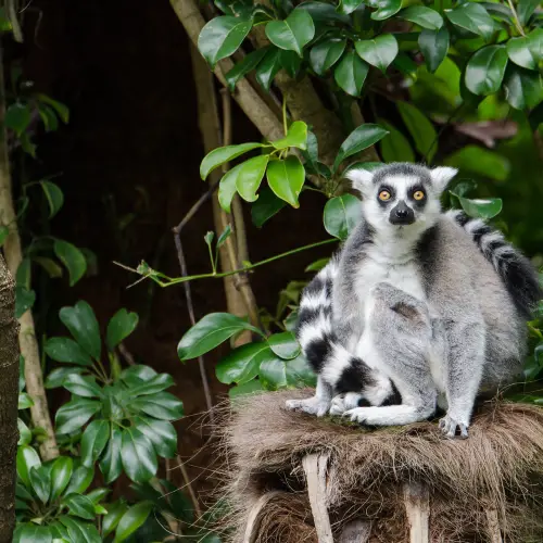 Auckland Zoo