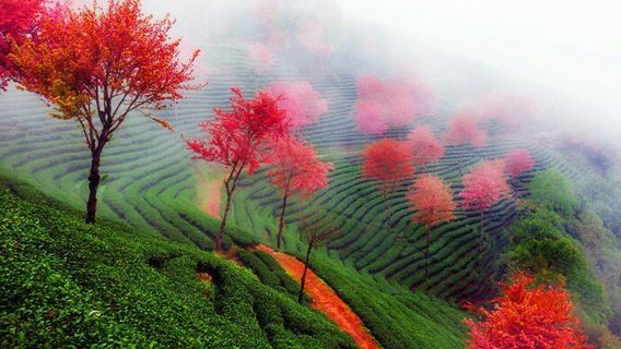 Pu'er