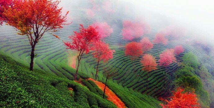Wuliang Mountain Nature Reserve