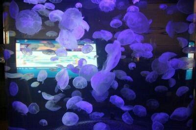 溫哥華水族館