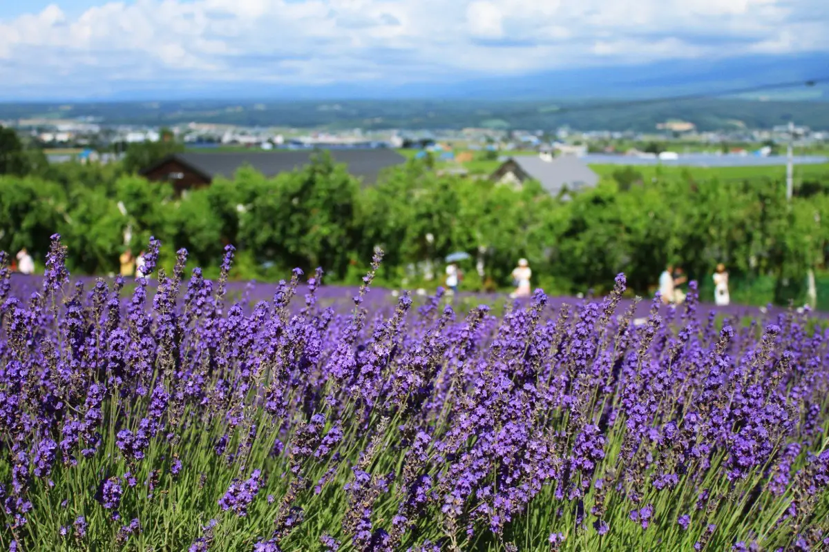 富田農場