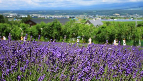 青池+白須瀑布+四季彩之丘+精靈露台一日遊【包車遊】