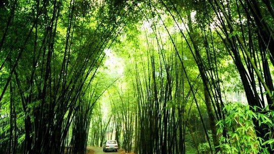 Lugou Bamboo Sea