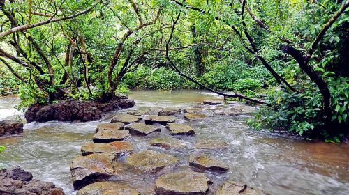 Water Forest