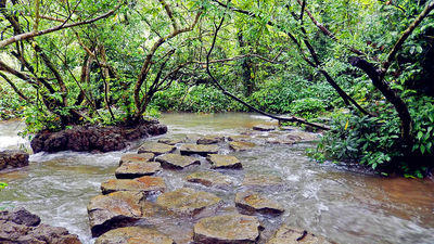Water Forest