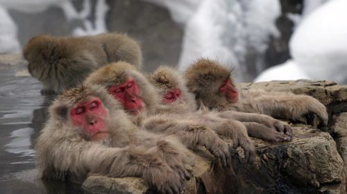 Snow Monkey Park (Jigokudani Yaen Koen)