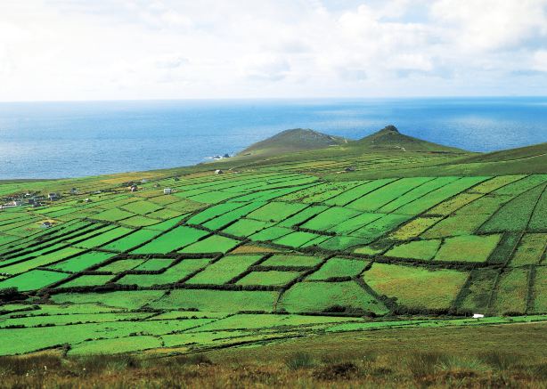Dingle
