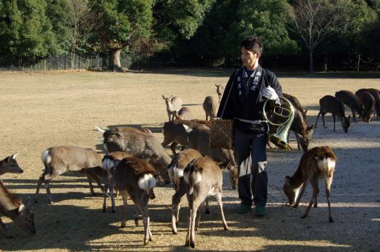 日本大阪+奈良公園+京都伏見稻荷大社+清水寺一日遊