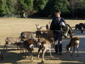 奈良喂小鹿