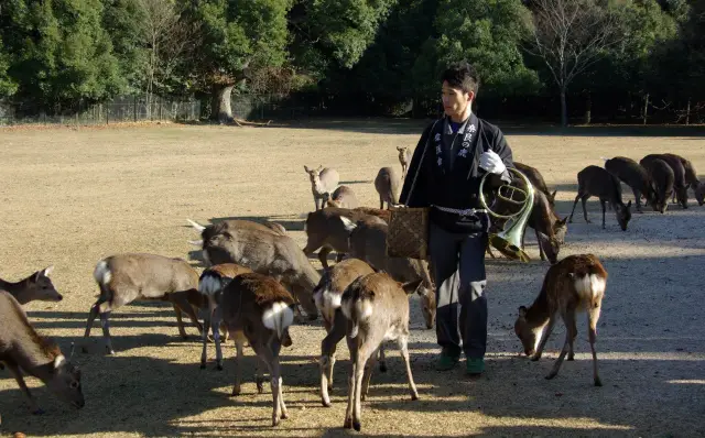 Deer Feeding in Nara