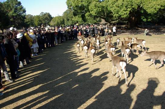 Japan + Kyoto + Nara + Nara Park + Senbon Torii + Togetsukyo Bridge + Arashiyama Sagano Sightseeing Train One-day Tour