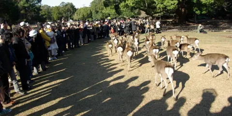 大阪+奈良公園+宇治橋+平等院一日遊【中文包車】