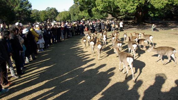 大阪+奈良公園+宇治橋+平等院一日遊【中文包車】