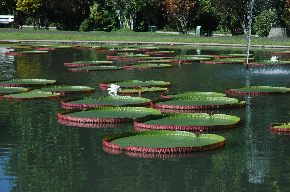 Bogor Botanical Gardens