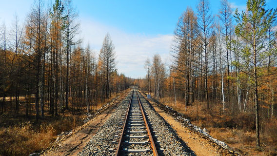 Birch Forest Sightseeing in Hulunbuir