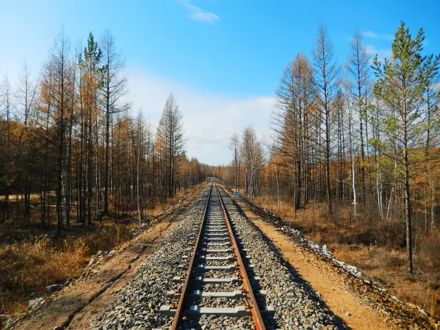 การเที่ยวชมป่าเบิร์ชที่ฮูหลุนเป้ยเอ่อ