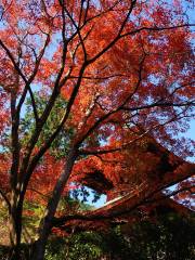 常寂光寺