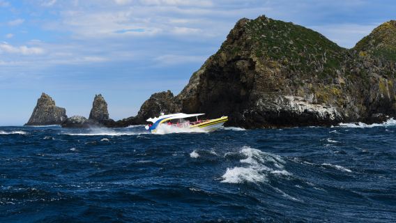 塔斯馬尼亞霍巴特布魯尼島一日遊【飯店接送/尋白袋鼠/中文服】