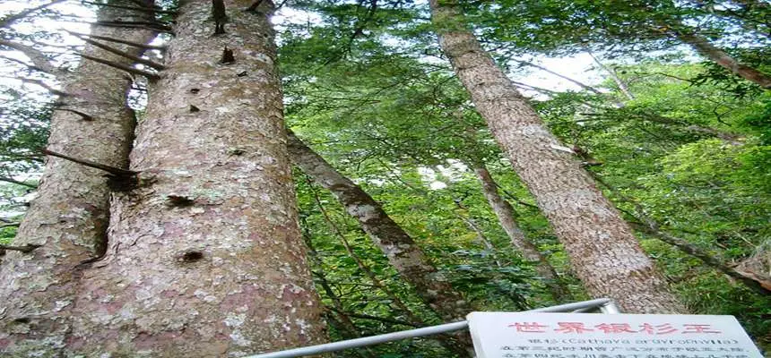 Jinxiu Yinshan Forest Park