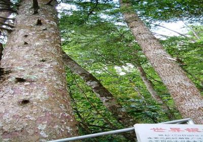 Jinxiu Yinshan Forest Park