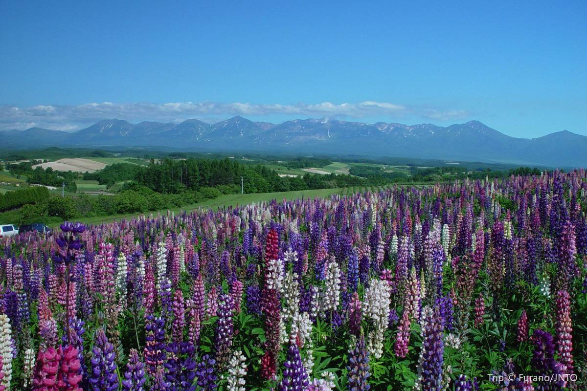 삿포로 겨울 축제