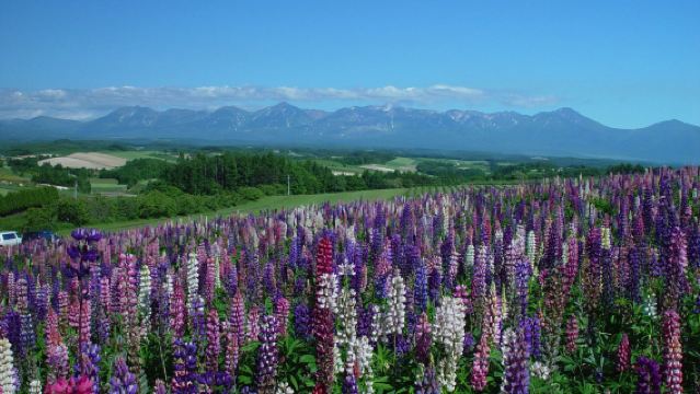 青池+四季彩之丘+七星之樹+森林精靈陽台一日遊【包車遊】
