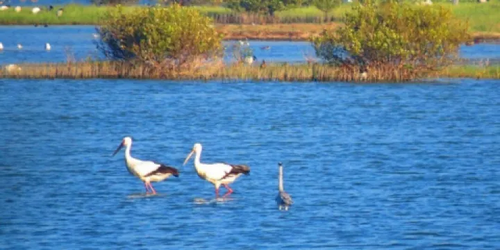 鰲鼓濕地森林園區