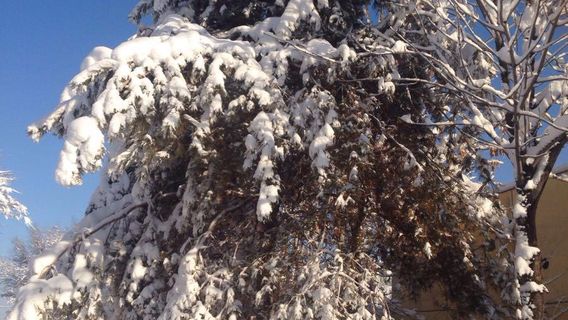 Xinjiang Lost Stone Shihezi Flagship Store