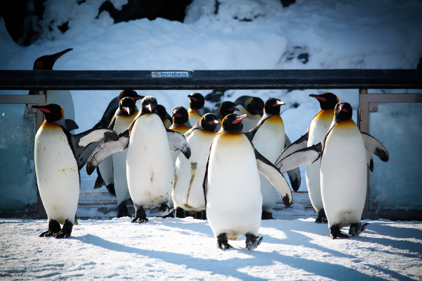 Asahiyama Zoo Tickets [2026] - Promos, Prices, Reviews & Opening