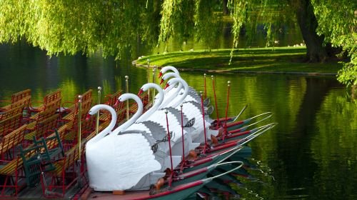 波士頓公共花園