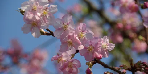 鶴岡八幡宮