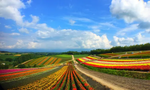 Panoramic Flower Gardens Shikisai-no-oka