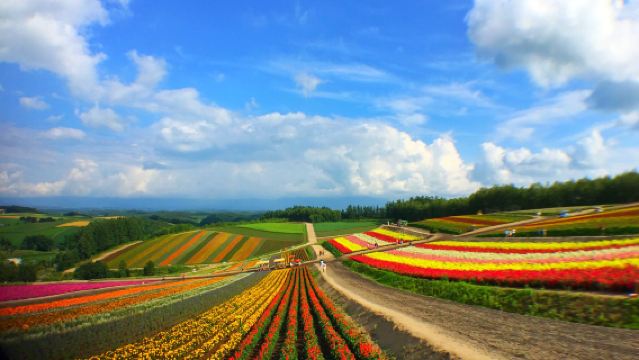 青池+白鬚瀑布+四季彩之丘一日遊【包車遊 中文司機】