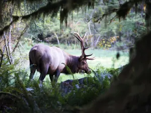 Olympic National Park