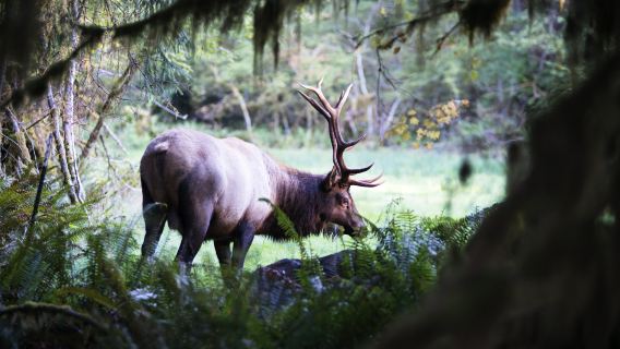 excursión de un día al Parque Nacional Olímpico desde Seattle (guía de habla inglesa, servicio de bienvenida incluido)