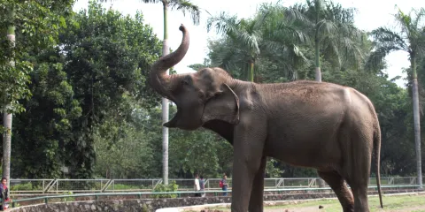 印度尼西亞國家博物館+拉古南動物園+雅加達大教堂一日遊【包車