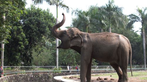 Ragunan Zoo