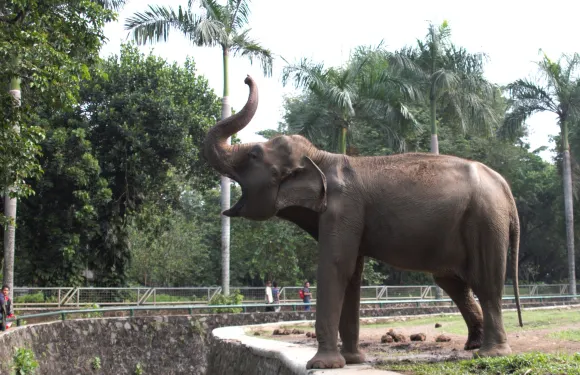 印度尼西亞國家博物館+拉古南動物園+雅加達大教堂一日遊【包車