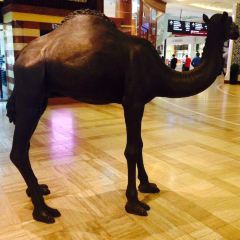 Alforno - Dubai Mall User Photo