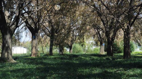 Ancient Ginkgo Forest Park