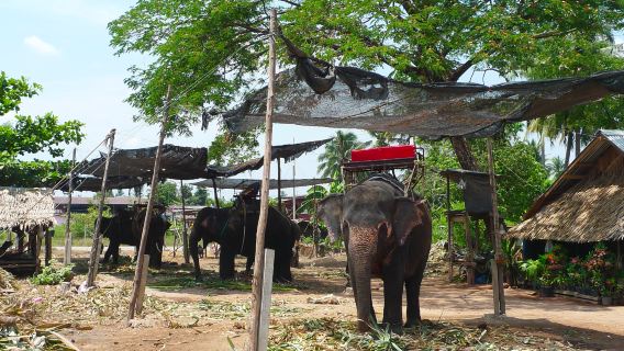 Pattaya Safari World Elephant Park (Pick-up & drop-off at the hotel)|Wide variety of options available|Pattaya's hottest trend