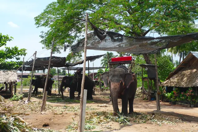 Pattaya Elephant Interaction