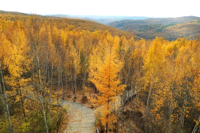 การเที่ยวชมป่าเบิร์ชที่ฮูหลุนเป้ยเอ่อ